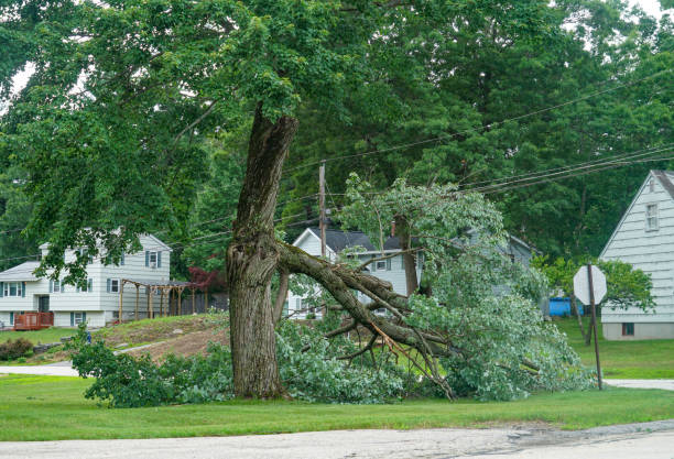 Best Local Tree Services  in Graton, CA